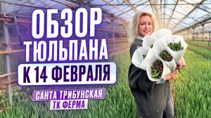 Отгружаем тюльпан к 14 февраля