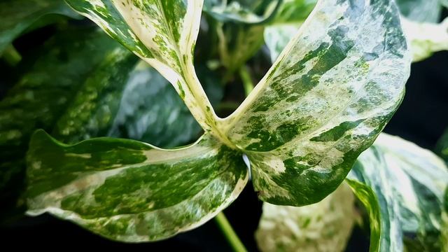 Epipremnum T02 (Amidrium Medium var)