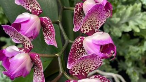 Цветение орхидей в феврале 2026