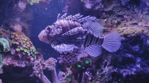 Крылатки. Хирург сохал, или арабский хирург. Рыбки. Рыбы. Океанариум РИО