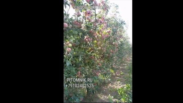 Пневматический листорез -дефолиатор удалитель листьев в яблоневых, фруктовых садах