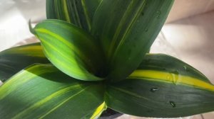 Самые красивые сорта Сансевиерий Ханни в моей коллекции