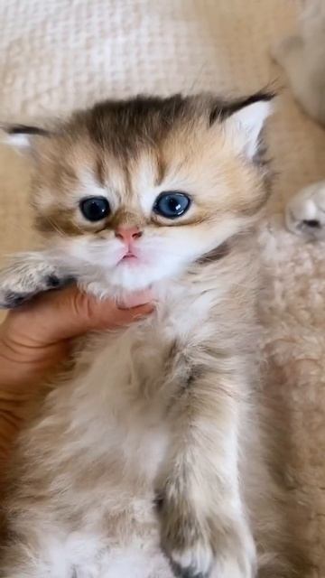 самый-популярный-комментарий-«выкрутили-как-клеща»