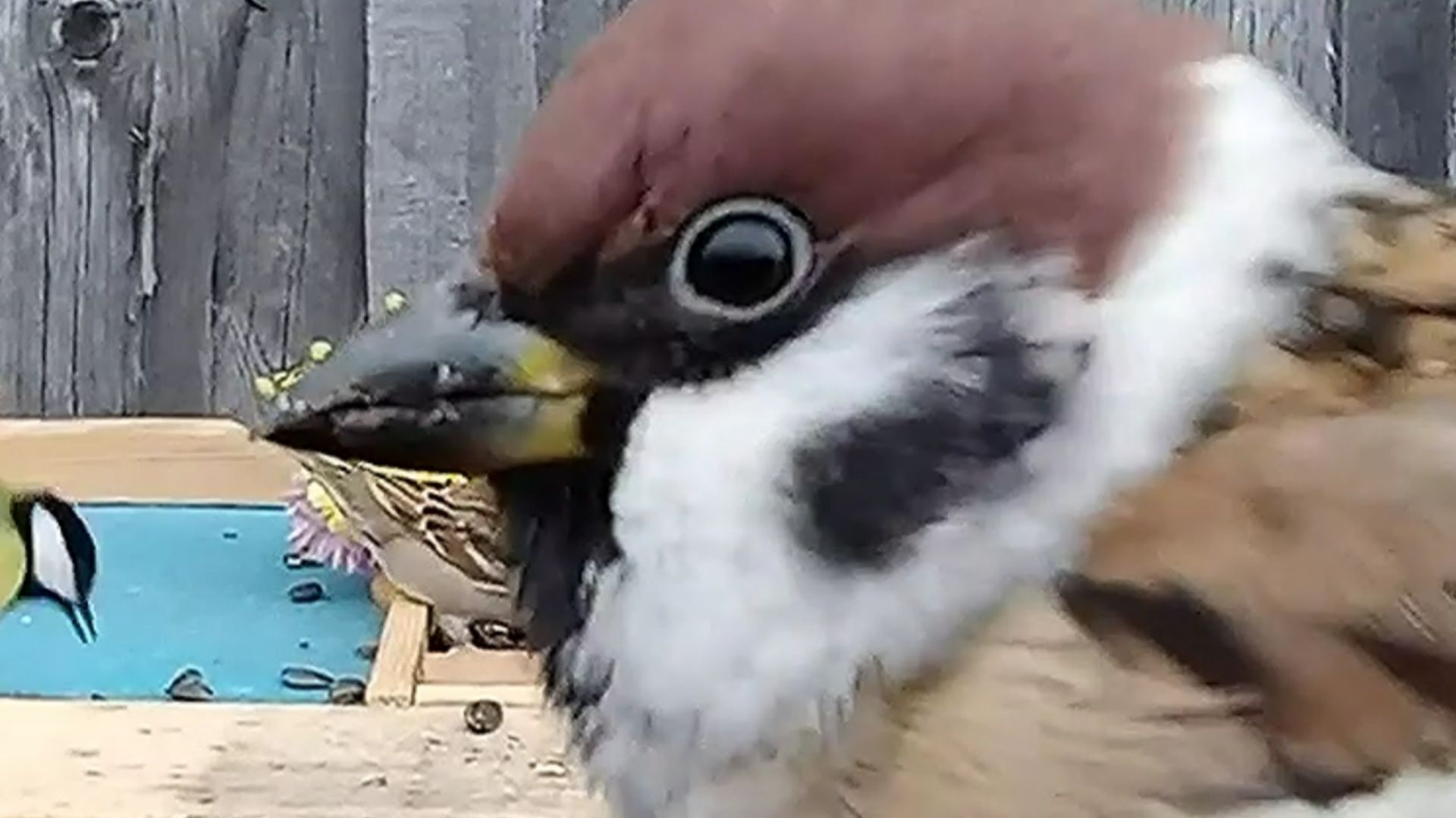 Воробьи завладели кормушкой и прогнали всех синиц