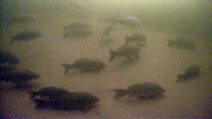 ЭТО ШОК! НАШЁЛ ЛОГОВО ОГРОМНЫХ ЧУДИЩ. РЫБАЛКА ЗИМОЙ С КАМЕРОЙ