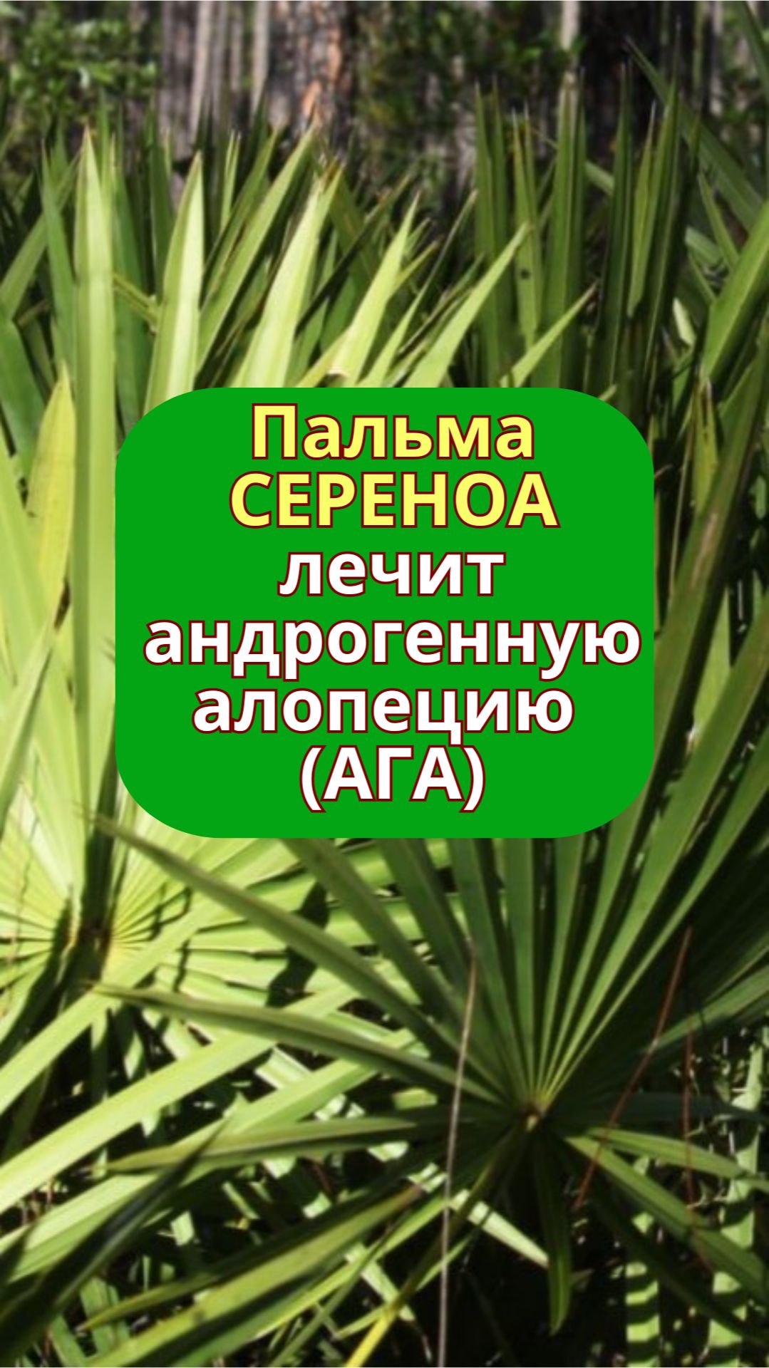 Пальма Сереноа при выпадении волос, АГА | alopecia.hair смотреть онлайн