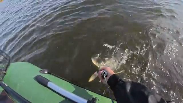 ОКУНИ МУТАНТЫ КРУПНЕЕ ЩУК! С такими окунями и щуки не нужны! Рыбалка осенью. смотреть онлайн