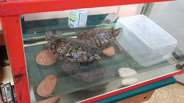 Аквариум для черепах, зарисовка