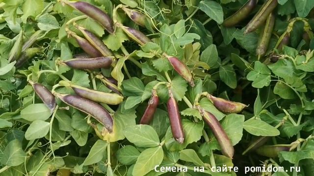 pomidom.ru Императорский Чёрный Сахарный Снеп Горох — Imperial Black Sugar Snap Peas