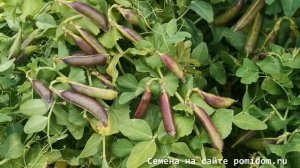 pomidom.ru Императорский Чёрный Сахарный Снеп Горох — Imperial Black Sugar Snap Peas