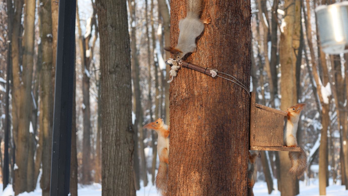 Много голодных белок. Зарисовка