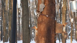 Много голодных белок. Зарисовка