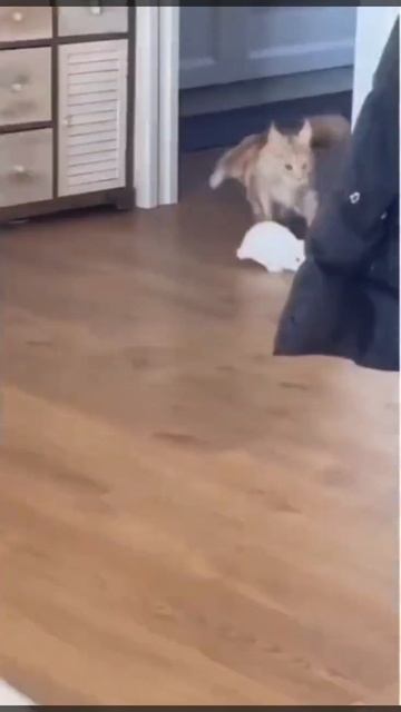 КОТОиспуги