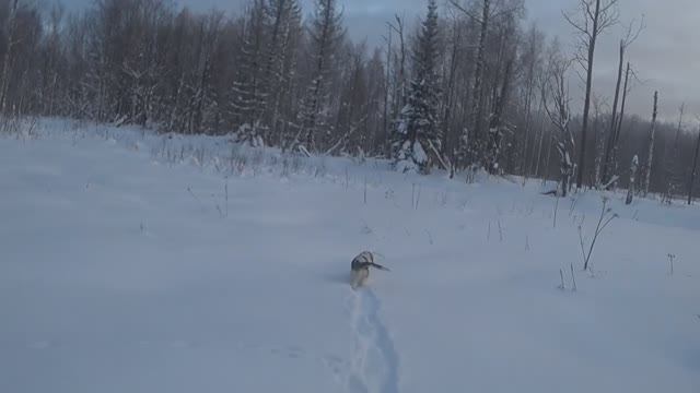 Охота на зайца зайца в Рождество 07.01. 2026г. смотреть онлайн