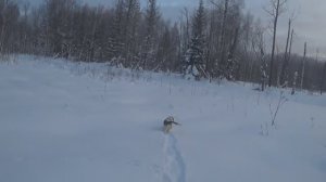 Охота на зайца зайца в Рождество 07.01. 2026г.