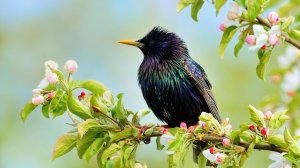 Цветы и птицы от фотографа Влада Владиленова.