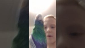 видео с голубем56к