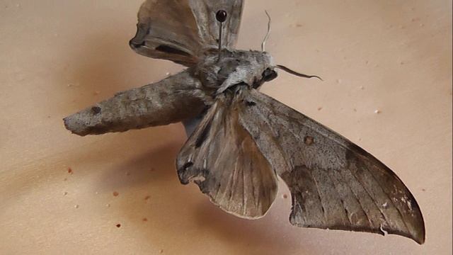 БРАЖНИКИ: 684. Neopolyptychus choveti