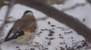 Первые щеглы на кормушке в этом году