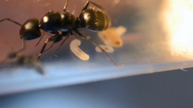 Кампонотус вагус. Муравей-древоточец. смотреть онлайн