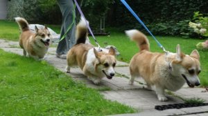 Некомфортные прогулки со стаей: лай, драки