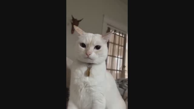 Смешные и забавные животные Лучшие приколы с животными Подборка приколов с животными Выпуск 16 Смешные и забавные животные Лучшие приколы с животными Подборка приколов с животными Выпуск 16