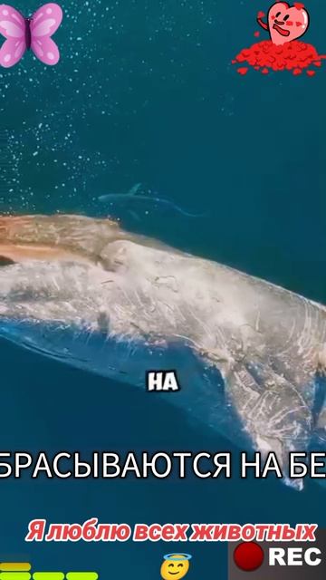 Я люблю всех животных😇 смотреть онлайн