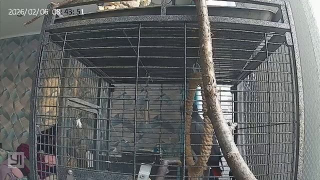 Ваня #попугай #жако #мира #ваня