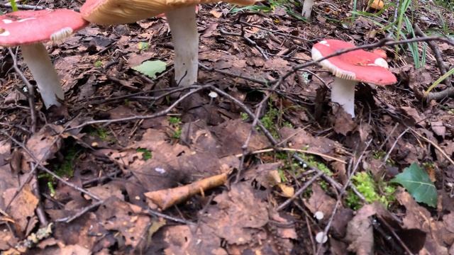 Сыроежковое место #2