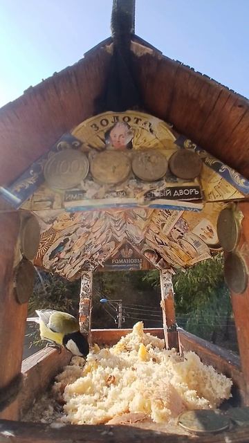 1000003240.mp4Кормушка.06.02.2026г.