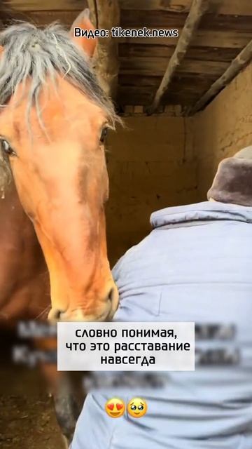 Продал коня, но тот не хотел отпускать хозяина