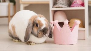 Милая песня кролика о родных! 🐇🏡