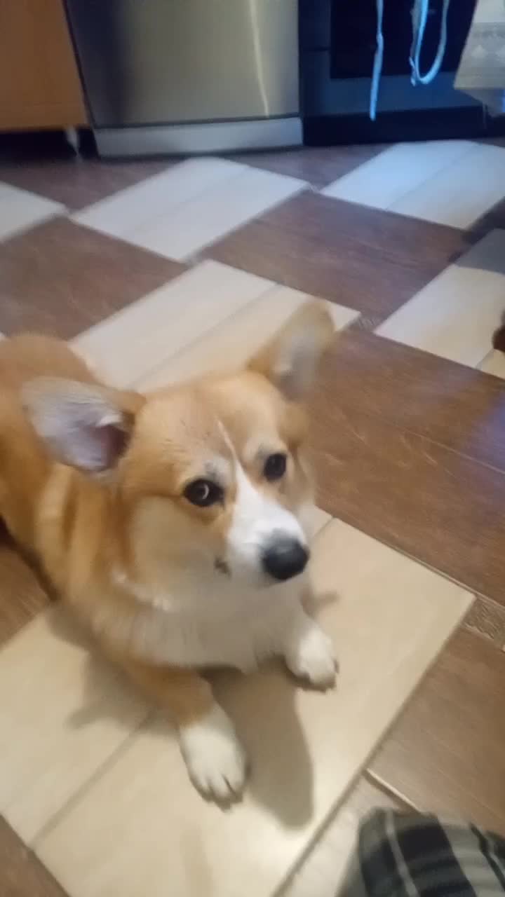 Вот ещё. Мы выучили команду кувырок! В разные стороны.