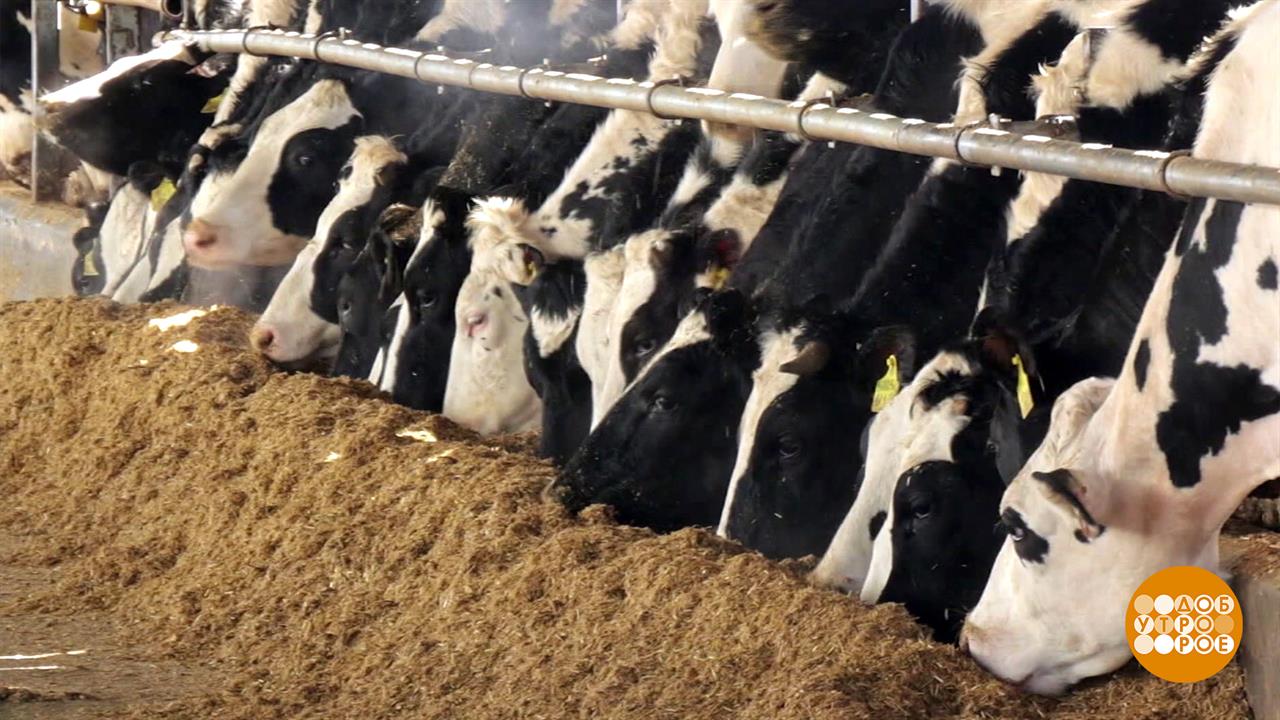 Краснодарский край - молочный край! Доброе утро. Фрагмент выпуска от 06.02.2026 смотреть онлайн