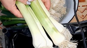 Правила Посева ЛУКА ПОРЕЙ на Рассаду - Просто и Результативно!!!