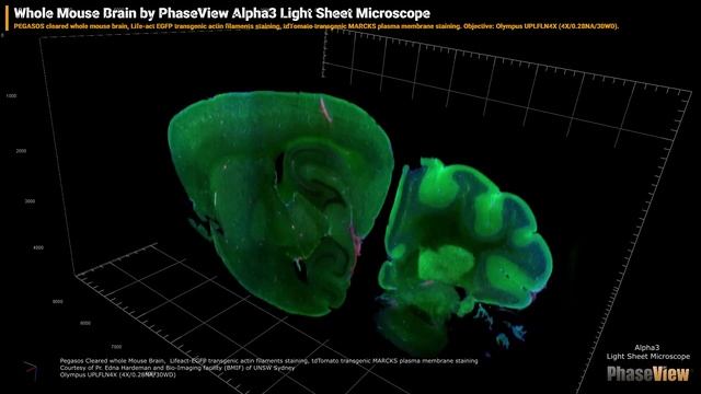 3D визуализация цельного мозга мыши на микроскопе Alpha 3