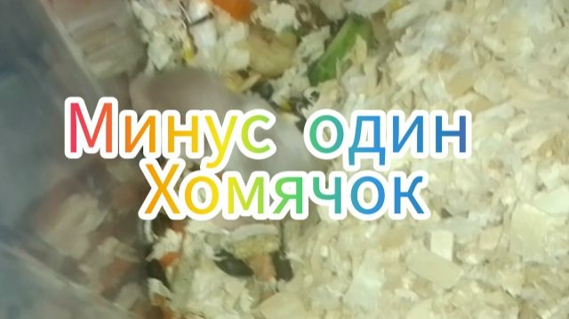 Буся сошла с ума. #хомяки