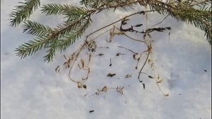 ГРУСТИТ ЗИМА