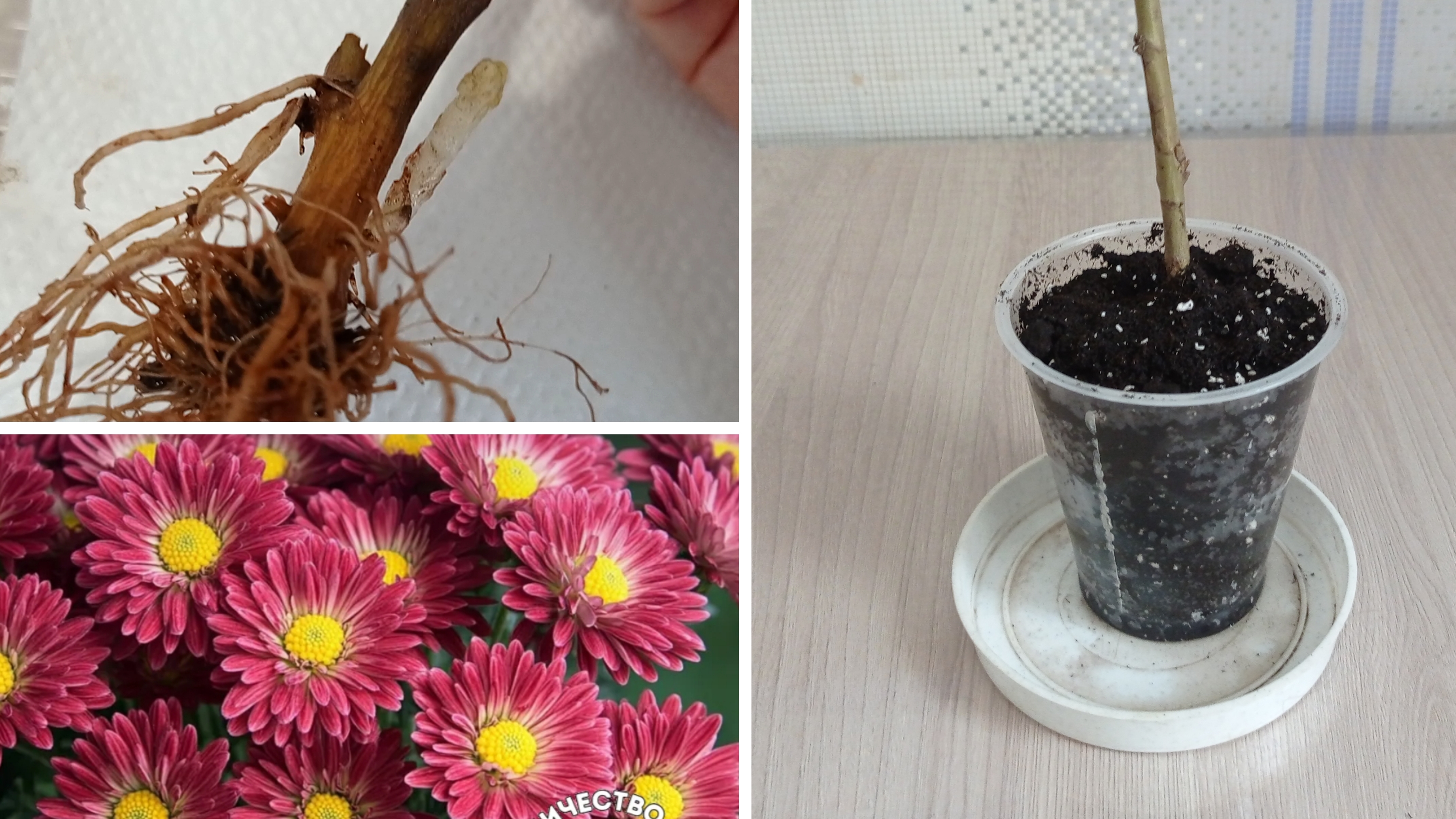 Купила черенок хризантемы с открытой корневой системой. Что делать дальше?