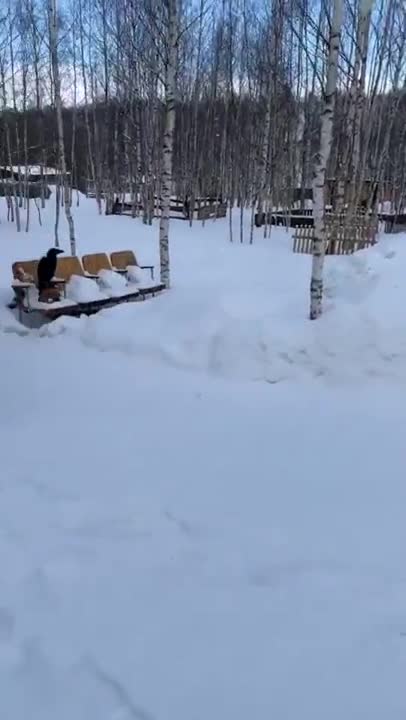 Bот тaк заговорит с тобой вечepом птичкa…