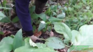 тихая охота за грибами в лесу