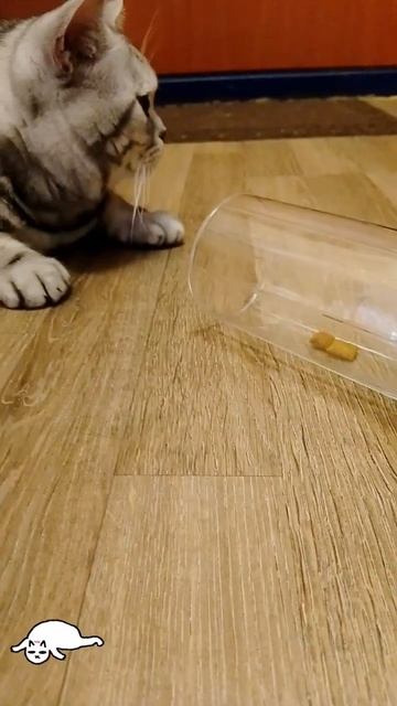 Сила воли. Кот