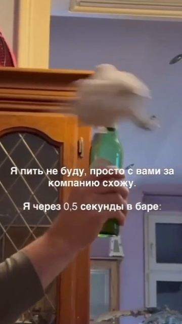 Попугай 🦜 хлещет