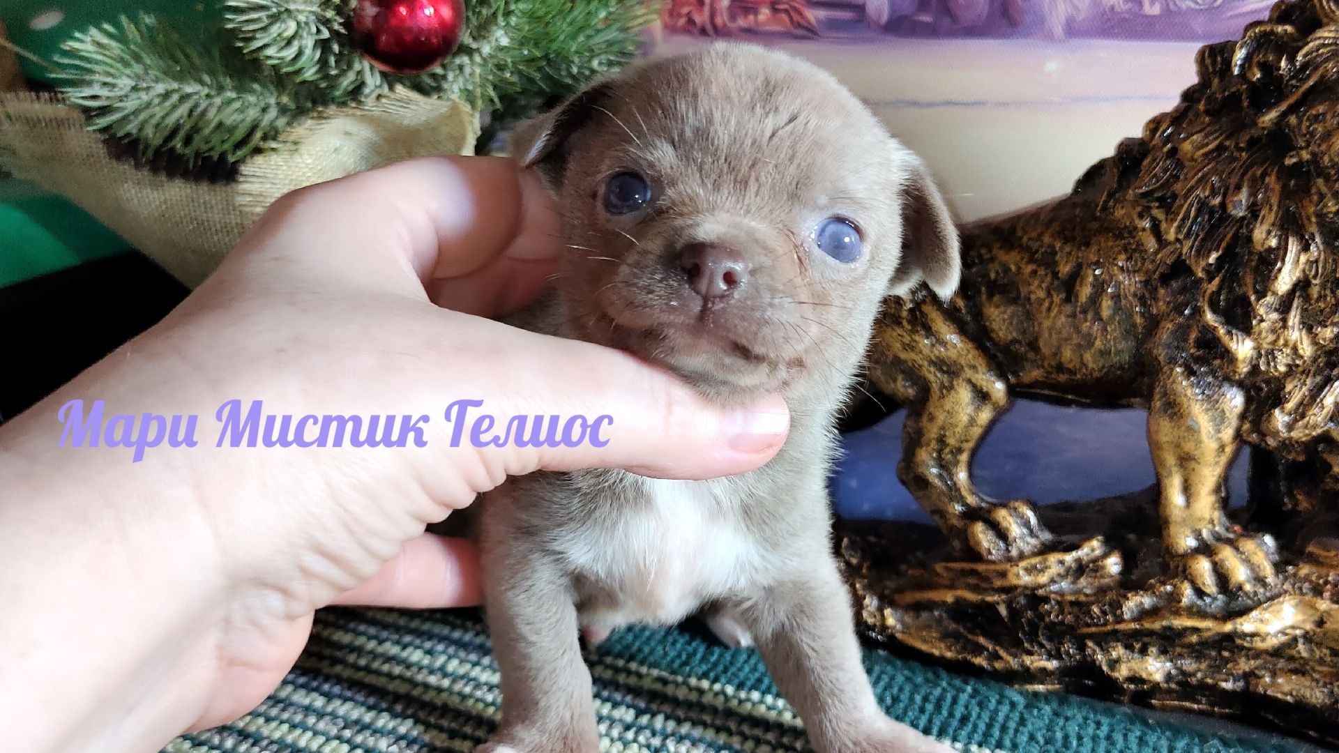 Оцените масштаб катастрофы 6 утра 06/02/26 #щенки_чихуахуа_продаю возраст 1,5 - 2,5 - 3,5 месяца смотреть онлайн