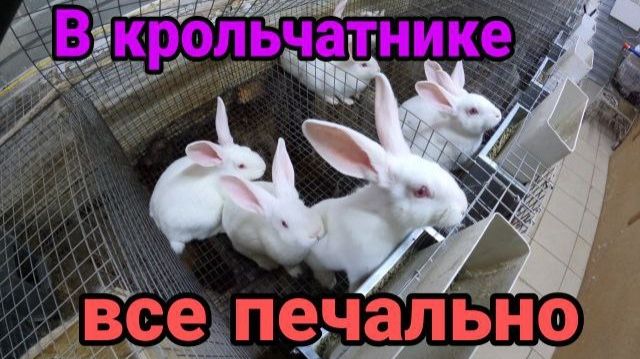 Проблемы КРОЛИКОВОДСТВА. смотреть онлайн