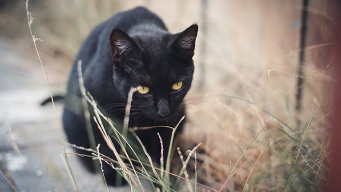 Бомбейская кошка смотреть онлайн