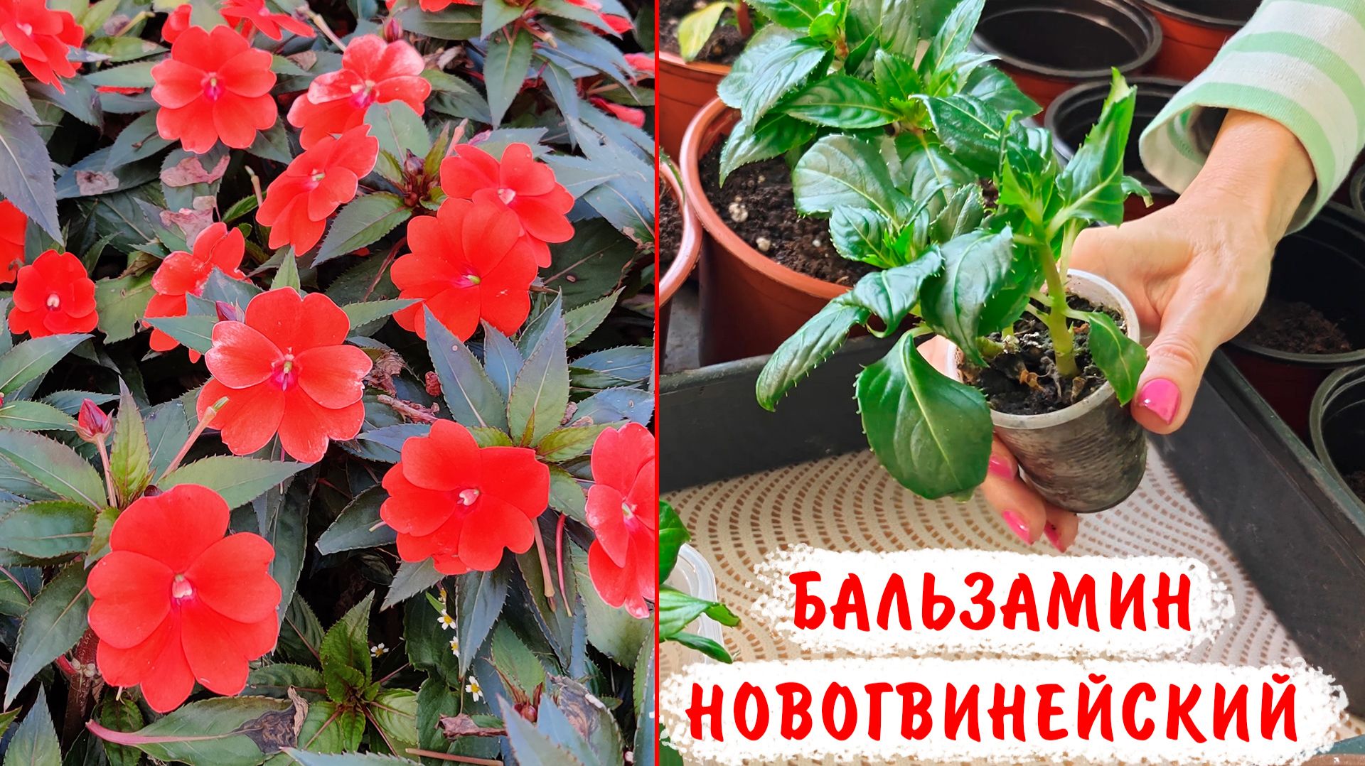 Бальзамин новогвинейский. Выращивание из черенков
