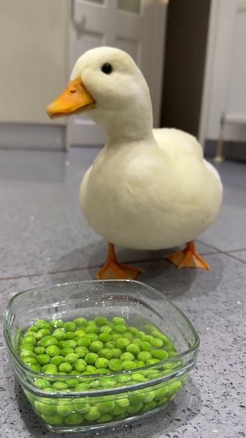 Гусь мило пьёт овощную водичку смотреть онлайн