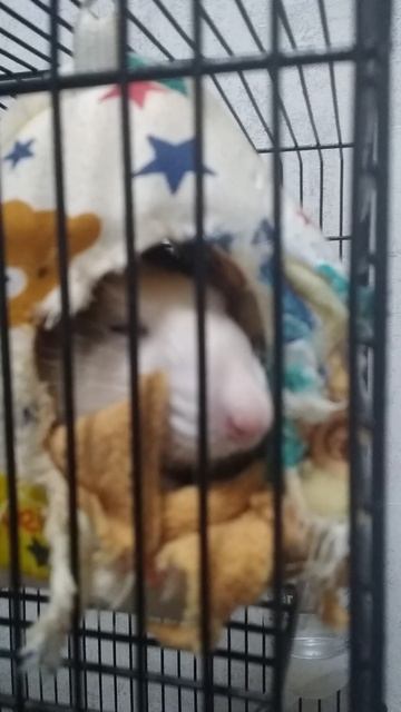 мой котик 😺 смотреть онлайн