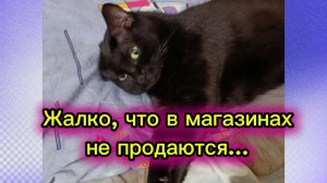 КОШКИ С ОЗВУЧКОЙ.